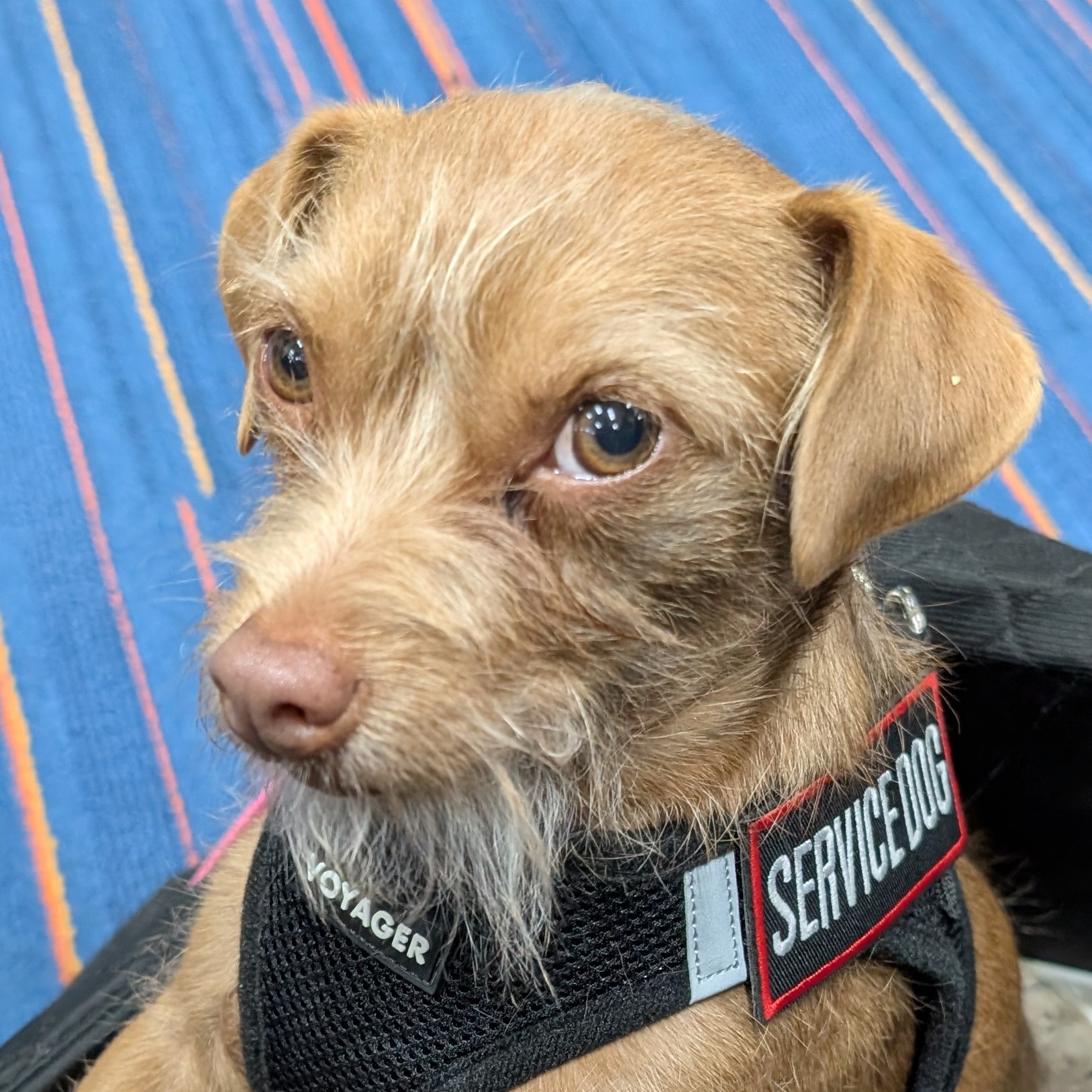 Service Dog Sue Ellen